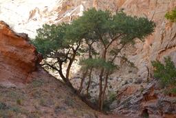 A recumbent cottonwood [sat aug 30 11:24:31 mdt 2025]